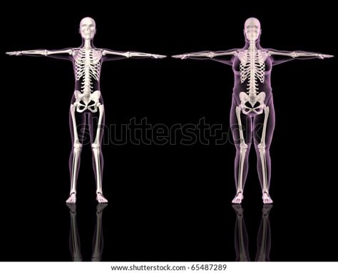 3d Renders Two Female Skeletons One Stock Illustration 65487289