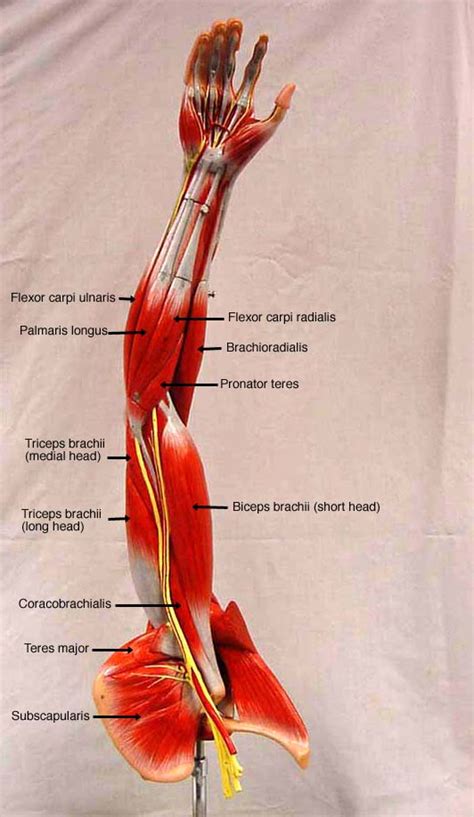 Anatomy Of Human Forearm Muscles Superficial Anterior View Human