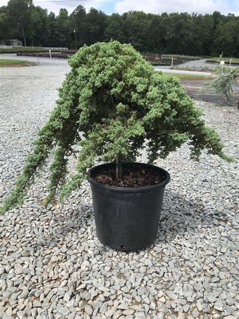 The size of this plant generally ranges from 6 to 12 inches high and 4 to 6 feet wide. Juniper - Dwarf Japanese Garden 6g Standard (Juniperus ...