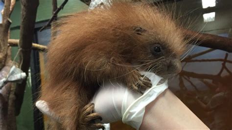 Baby Porcupine Born At National Zoo Nbc4 Washington