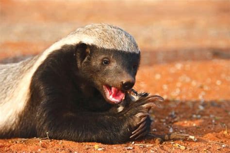 What Do Badgers Eat Their Diets Explained A Z Animals