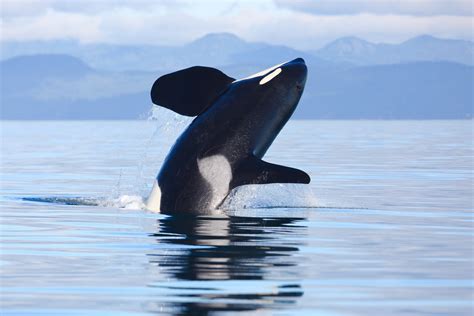 Rare White Killer Whale Spotted In Washington During Mass Orca Sighting