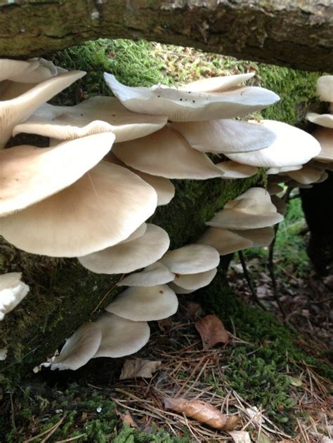 Best 25 Edible Wild Mushrooms Ideas On Pinterest Wild Mushrooms Edible Mushrooms And