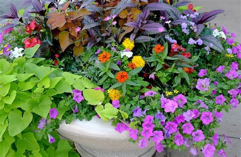 Very low maintenance, and great for southern gardens and everywhere else. drought tolerant flowering plants for containers - Google ...