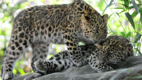 Photos Rare Amur Leopards At The Jacksonville Zoo