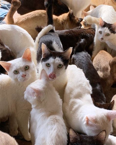 Rescue Of 238 Cats From Northern Japan Home Highlights Animal Hoarding