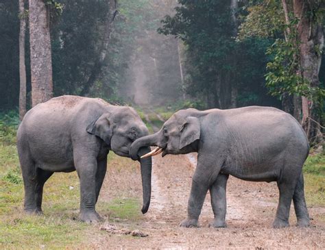 The 7 Best Ethical Elephant Sanctuaries In Thailand Tourism Teacher