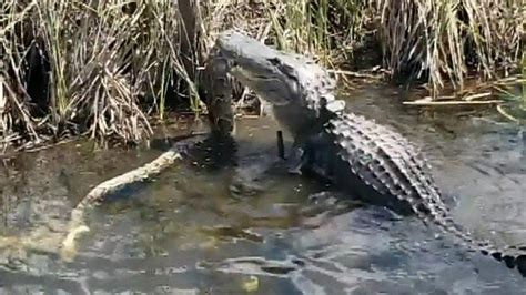 Huge Snake Mauled By Alligator In Florida Shocking Video Shows Fox News