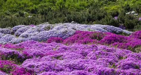 Creeping Phlox Plant Care And Growing Guide