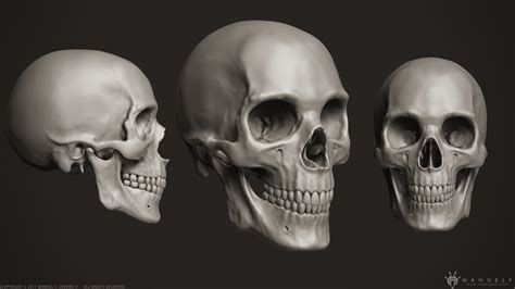 Teeth 3d Human Skull Cgtrader
