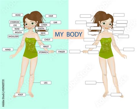 My Body Educational Infographic For Kids Showing Parts Of Body Buy