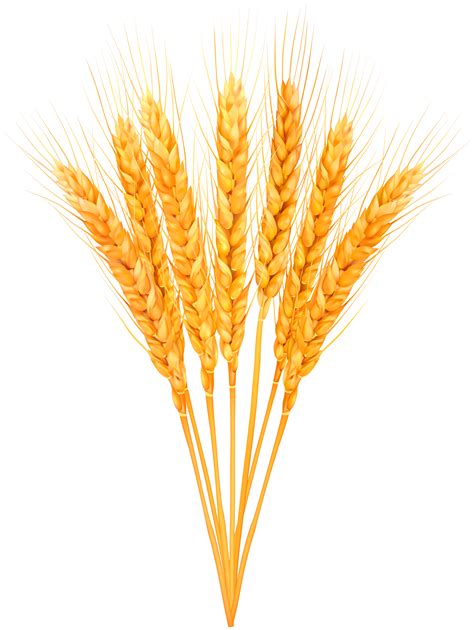 Wheat Clipart Png Free Logo Image