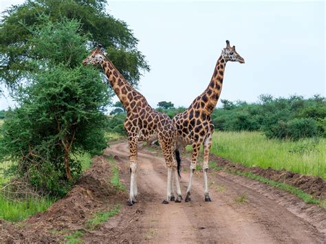 Bugungu Wildlife Reserve Uganda Safari Destinations