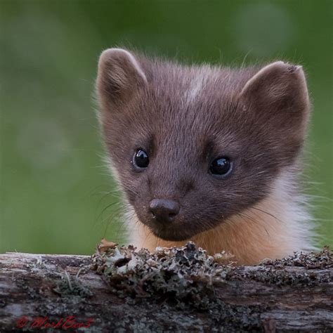 Pine Marten Kit A Couple Of Months Ago I Posted An Image Flickr