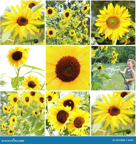 Sunflowers Collage Royalty Free Stock Photos Image 33624868