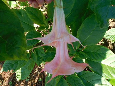Pink Perfektion Variegated Brugmansia Plant — Angel Trumpet Nursery Llc