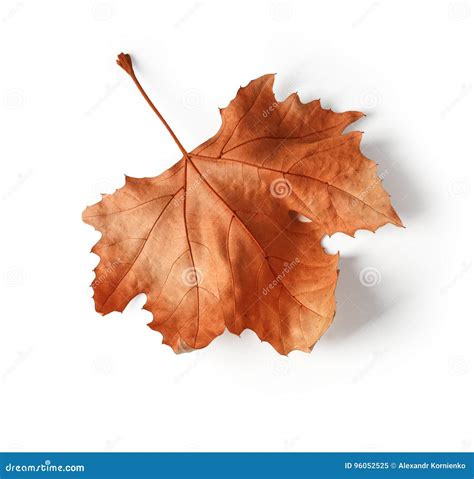 Close Up Of Maple Autumn Leaf On White Stock Image Image Of Leaves