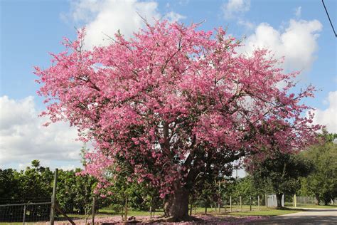 Silk Floss Tree Ceiba Speciosa Malvaceae Unique Trees Deciduous
