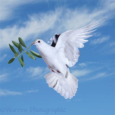 Peace Dove With Olive Branch Photo Wp21517