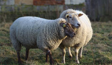 5 Questions To Ask Before Keeping Sheep Hobby Farms