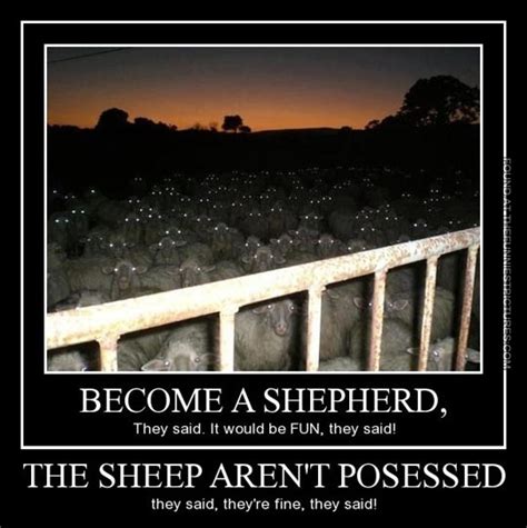 Funny Sheep Quotes Quotesgram
