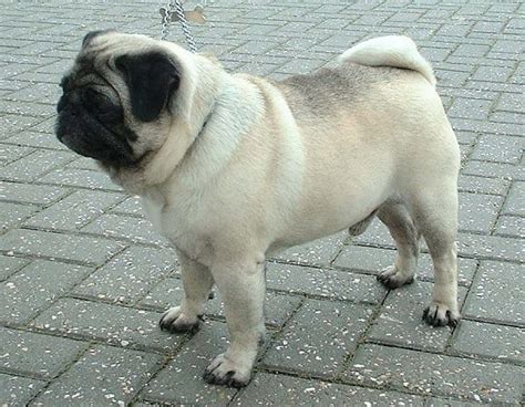 Pug Dog Breed Complete Guide Az Animals