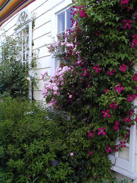 The blooms appear constantly for many weeks making their everblooming nature a. Clematis Julia and Rose Jeanne la Joie | A Reasoned Landscape