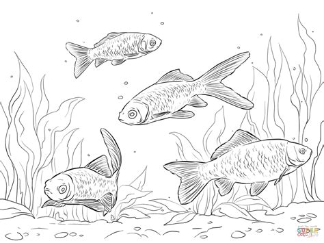 Coloring page, drawing, picture, school, education, primary school, educational image: Comet Goldfish Coloring Pages Coloring Pages