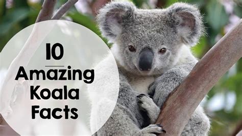 10 Amazing Koala Facts For Kids Youtube