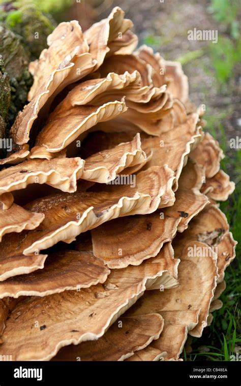 Giant Polypore Fungus Meripilus Giganteus On A Beech Tree Stock Photo