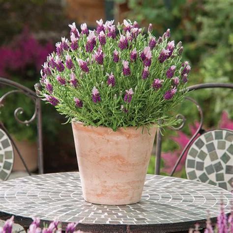 How to germinate vegetable seeds and when to plant outside. Bandera Pink Lavender | Container gardening, Flower seeds ...