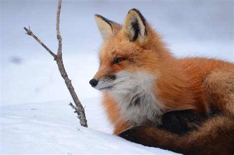 A Red Fox On A Cold Winters Day In Algonquin Park