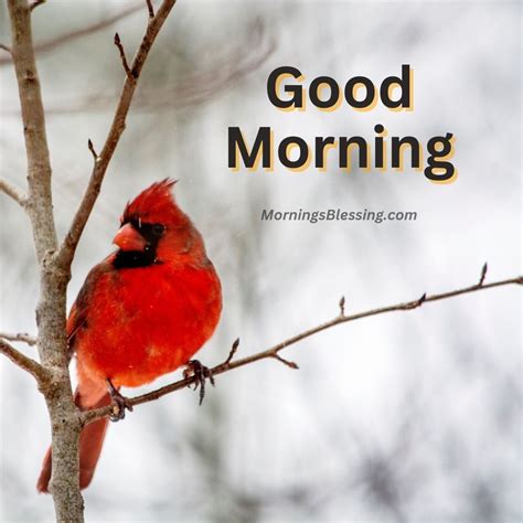 67 Best Good Morning Cardinal Images With Wishes