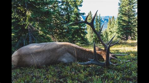 Aggressive bowhunting tactics and gear tips. 2017 Colorado DIY Elk hunt - YouTube