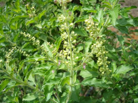 Why Is Tulsi So Important To Hindus Gardening