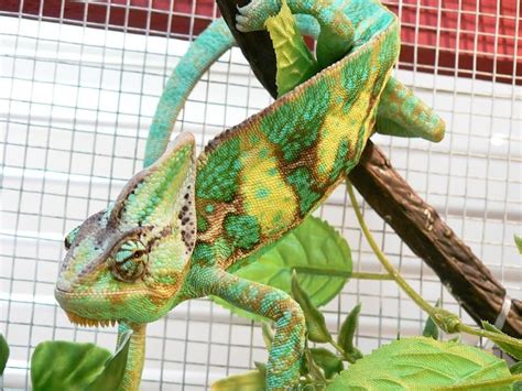 Wondering If A Chameleon Is A Good Pet It Depends On You