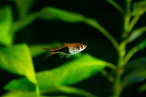 Freshwater fish are the 3rd most popular pets in the usa. 21 Small Freshwater Fish For Nano Tanks & Aquariums