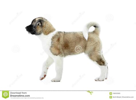 Leuk Pluizig Amerikaans Akitas Puppy Met Wit En Bruin Bont ...