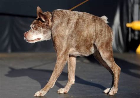 Worlds Ugliest Dog Contest 2014 Top 10 Photos Metro News