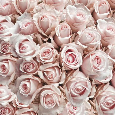 Pink Vintage Roses Stock Image Image Of Arrangement 24650235