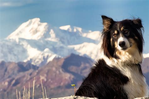 Puppies in the mountains is an amazing weekend getaway for human pups and handlers, and the people who love them. A List of Mountain Dog Breeds with Amazing Information and Pictures - DogAppy