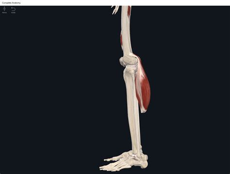 Gastrocnemius Muscle Origin Insertion Action And Innervation The