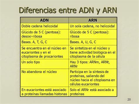 Diferencias Entre Adn Y Arn Cuadro Comparativo Adn Y Arn Adn Adn Images