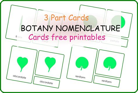 Botany Nomenclature Cards Printable Montessoriseries