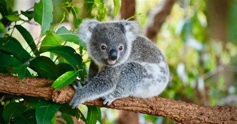 Declaran A Los Koalas “funcionalmente Extintos” Ip Información Periodística