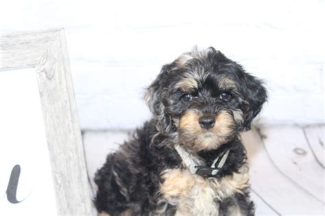 Without surgery it can severely limit your pup's quality of life. Cockapoo Puppies For Sale | Fayetteville, NC #305832