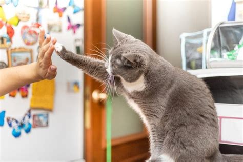 10 Easy And Fun Tricks To Teach Your Cat With Videos Excited Cats