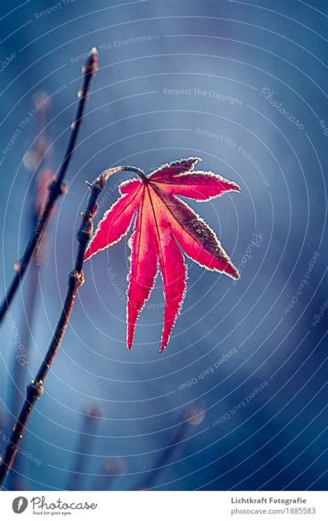 Red Maple Nature Plant A Royalty Free Stock Photo From Photocase