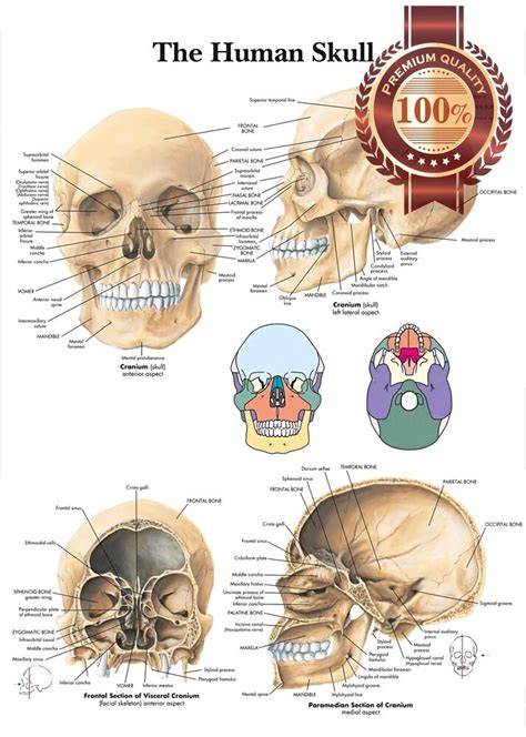 The skeletal system extensive anatomy images and detailed descriptions al. NEW THE HUMAN SKULL ANATOMY ANATOMICAL DIAGRAM GUIDE CHART PRINT PREMIUM POSTER | eBay