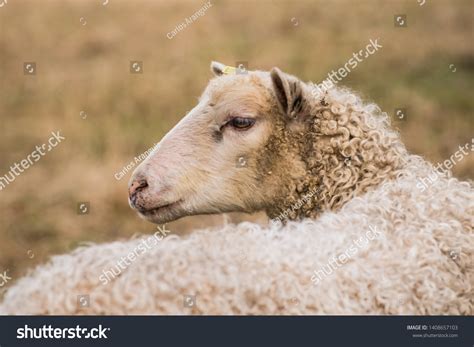 Domestic Sheep Ovis Aries Quadrupedal Ruminant Stock Photo 1408657103